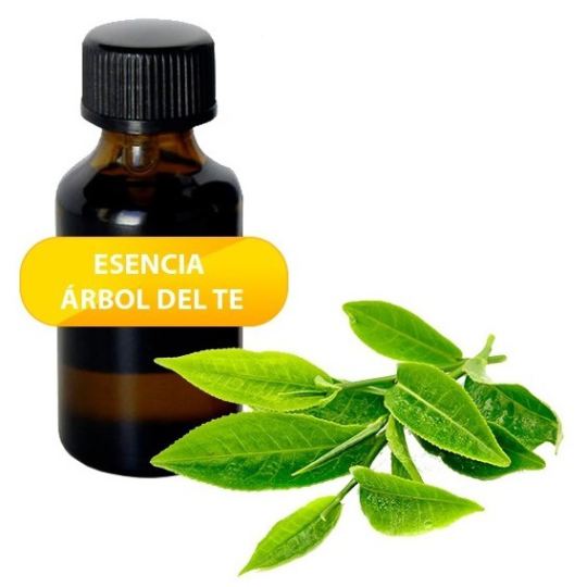 Aceite Esencial Árbol de Té